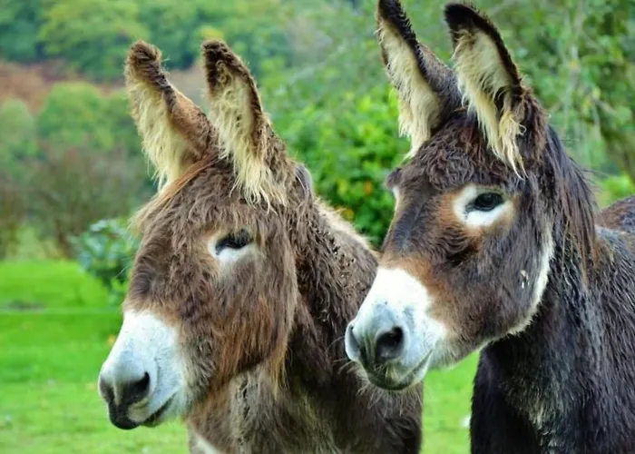 Baigura By Interhome Lejlighed *